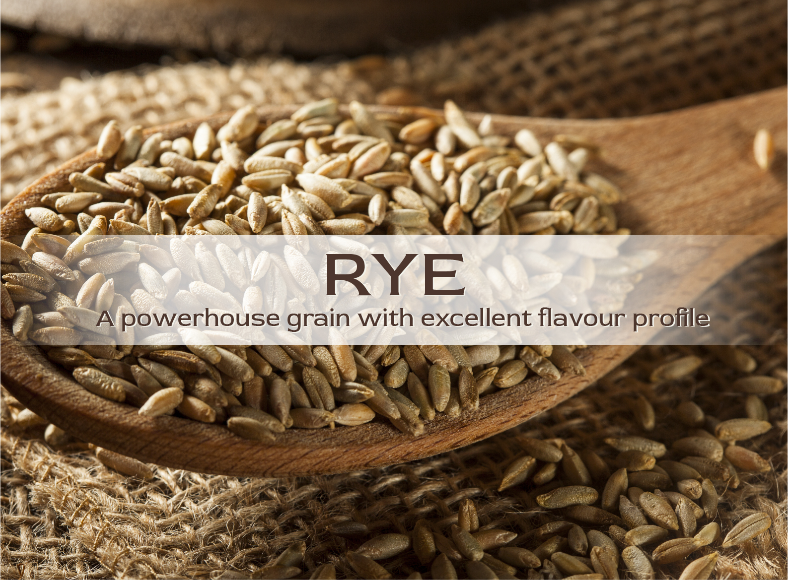 Rye : A powerhouse grain with excellent flavour profile